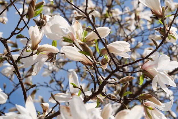 Witte magnolia's bloeien