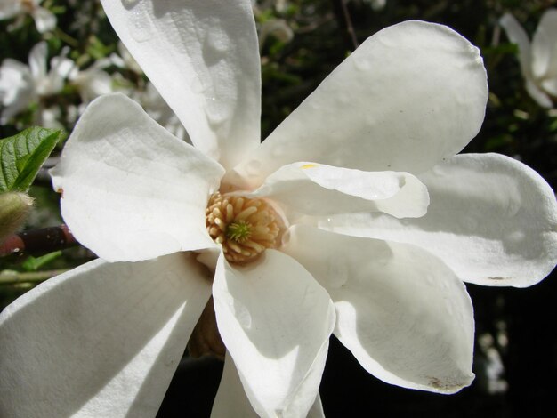 Foto witte magnoliabloem tegen de hemelclose-up