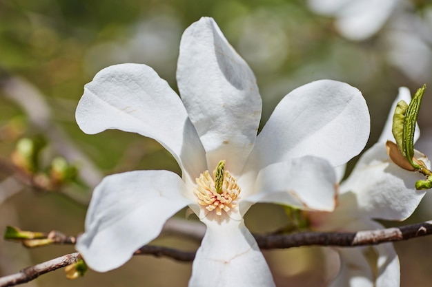 Witte magnoliabloem