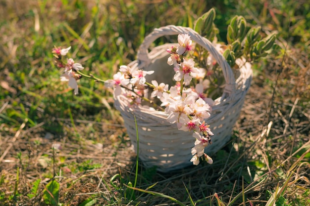 Witte mand met amandelbloesems op het gras