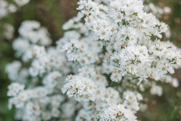 Witte Margaret bloemen bloeien in de tuin
