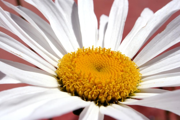 witte margriet bloem close-up wit geel centrum