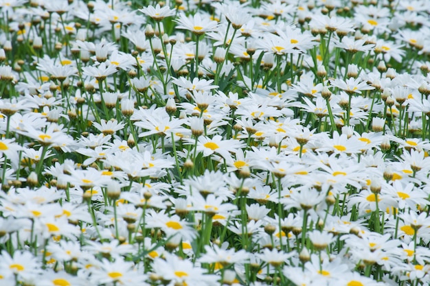 Witte margriet bloemen veld (Bellis perennis)