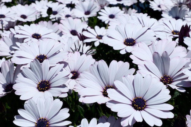 Foto witte margriet bloemen veld