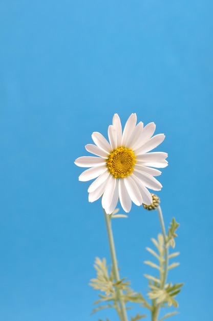 Witte margriet tegen een lucht