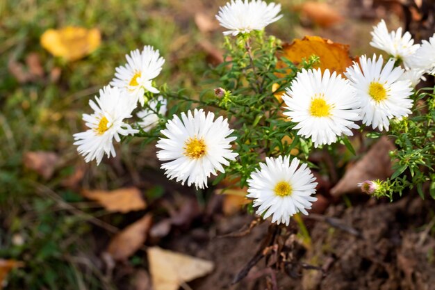 Witte margrietbloemen op een achtergrond van groene en gele bladeren