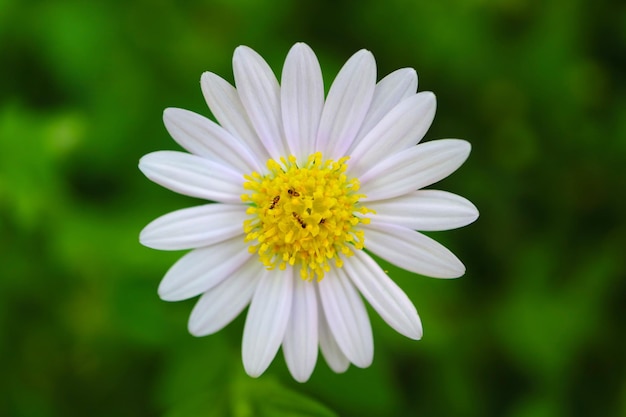 Witte Marguerite Daisy met een groep kleine bijen die nectar verzamelen