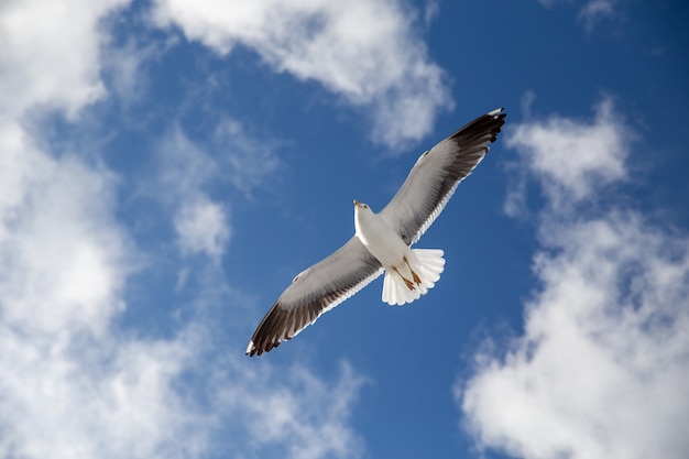 Witte meeuw die op de blauwe hemel vliegt