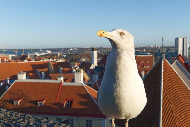 Witte meeuw staat op het dak