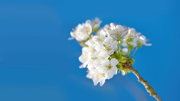 Witte mirabelle of Prunus Domestica bloemen bloeien op een pruimenboom in een tuin van onderen Close-up van verse en delicate fruitplanten die in het voorjaar groeien tegen een blauwe hemelachtergrond met copyspace