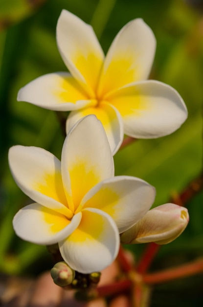 Witte mooie bloemen op de natuurachtergrond Lente