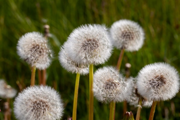 Witte mooie paardebloembloemen met zaden vervaagde paardebloemen met witte ballen