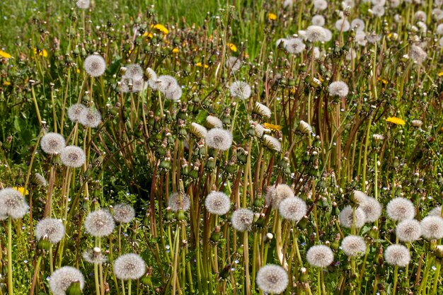 Witte mooie paardebloembloemen met zaden vervaagde paardebloemen met witte ballen