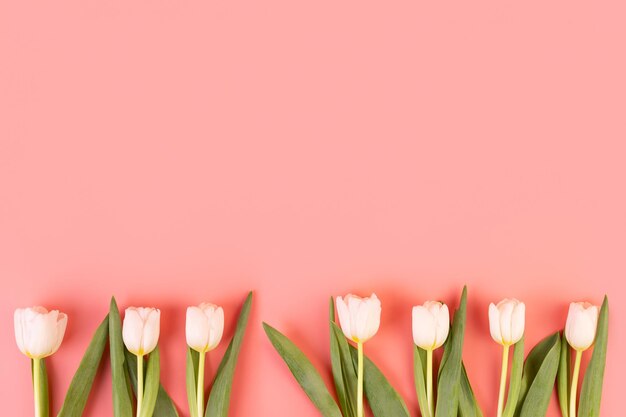 Witte mooie tulpen pastel roze achtergrond Flatlay Lente voor vrouwendag moederdag