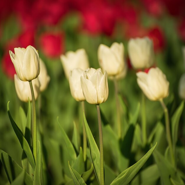 Witte mooie tulpen