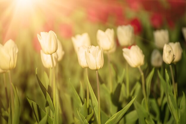 Witte mooie tulpen