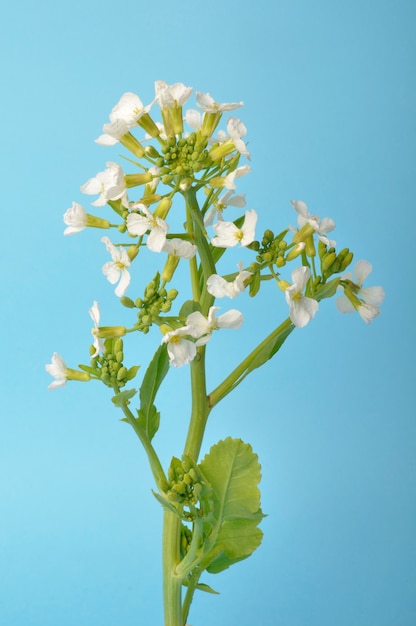 Witte mosterd op blauwe achtergrond