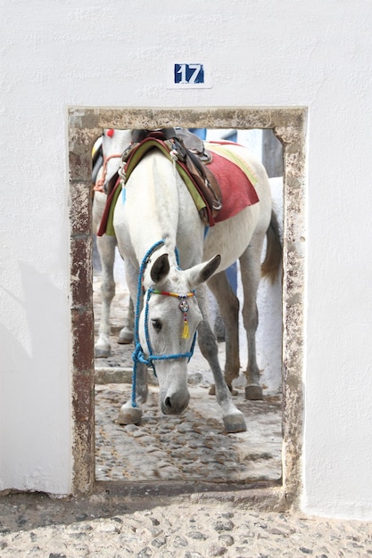 Witte muilezel in Santorini-eiland Griekenland