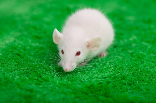 Witte muis op een groene grasachtergrond