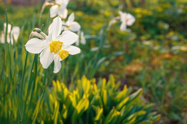 Witte narcis bloemen in een tuin