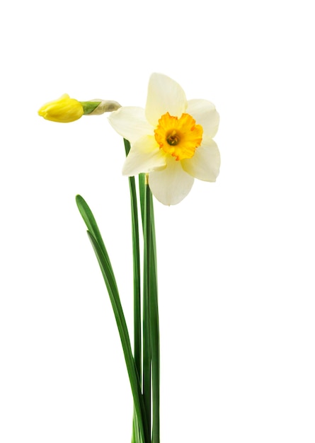 witte narcis geïsoleerd op een witte achtergrond