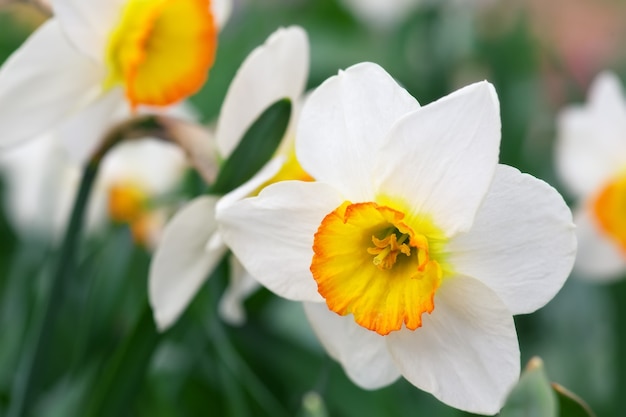 Witte narcis groeit in de tuin. Narcissus poeticus