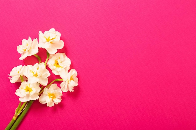 Witte narcis op roze papieren achtergrond