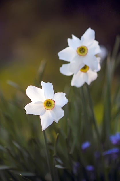 Witte narcissen bloemen in de lentetuin. Narcis planten in zonlicht.