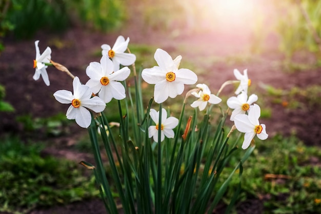 Witte narcissen in de tuin bij zonsondergang