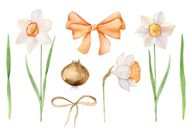 Witte narcissen met oranje lint en strikken waterverf voorjaars bloemen clipart bloembollen paas set