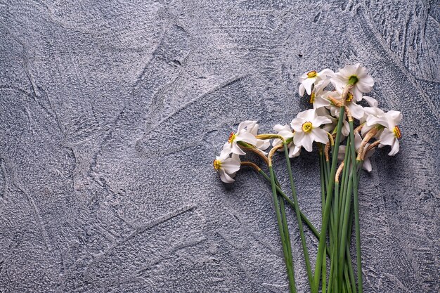 Witte narcissen op concrete achtergrond.