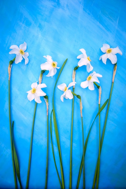 Witte narcissen op een blauw