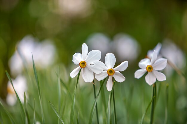 Witte narcissenbloemen die in de zomerpark groeien met groene vegetatie op vage aard