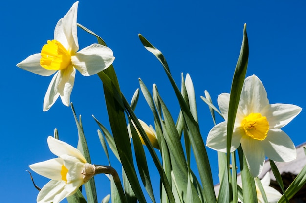 Witte narcissuses op heldere blauwe hemel.