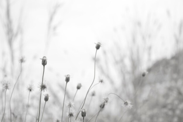 Foto witte natuur achtergrond in vintage stijl voor grafisch ontwerp of behang