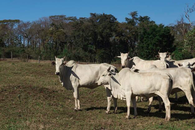 Witte nelore koe op boerderij