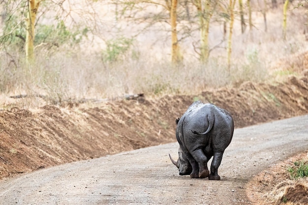 Witte neushoorn die wegloopt in Afrika