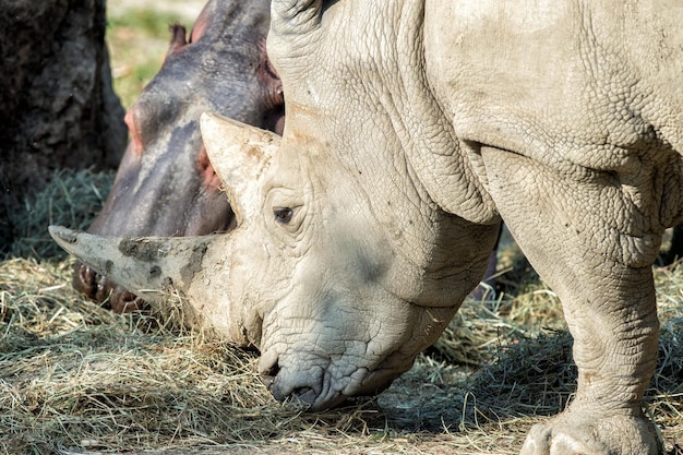 Witte neushoorn en nijlpaard tijdens het samen eten