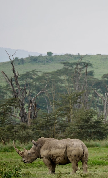 Witte neushoorn in Lake Nakuru - Kenia