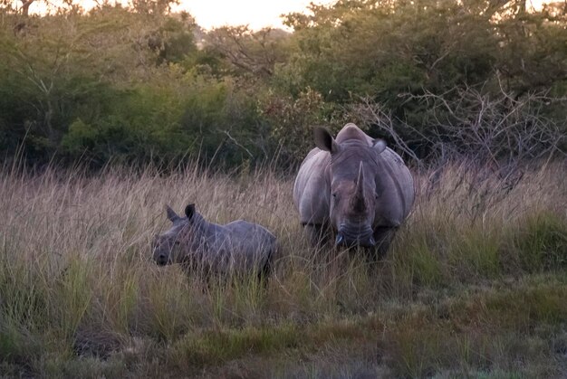 Witte neushoorn moeder en baby Kruger National Park Zuid-Afrika