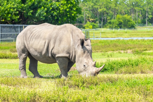 Witte neushoorn, neushoorn lopen op groen gras