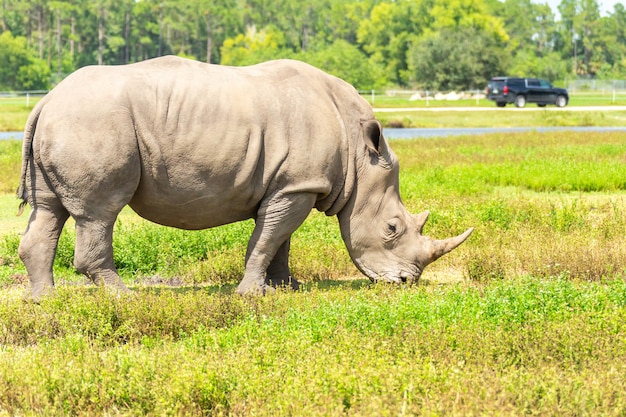 Witte neushoorn, neushoorn lopen op groen gras