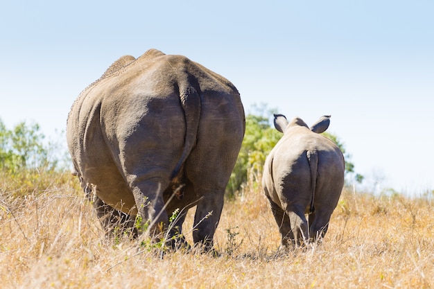 Witte neushoorn vrouw met puppy, Hluhluwe Park, Zuid-Afrika.