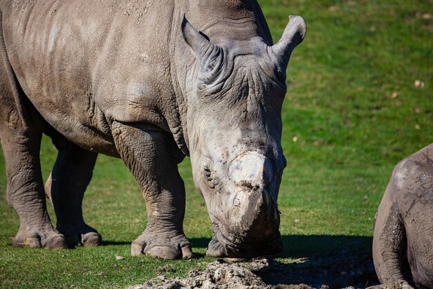 Witte neushoorn Zoogdieren en zoogdieren Landwereld en fauna Wildlife en zoölogie