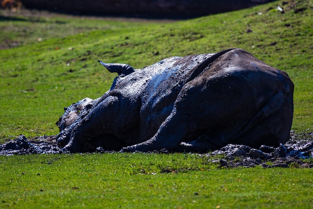 Witte neushoorn Zoogdieren en zoogdieren Landwereld en fauna Wildlife en zoölogie