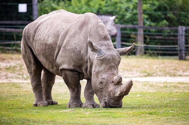 Witte neushoorn Zoogdieren en zoogdieren Landwereld en fauna