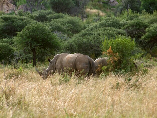 Witte neushoorn