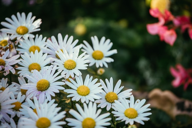 Witte onschuldige madeliefjes margriet bloemen in de lente