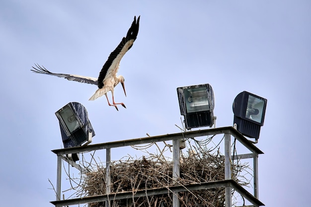 Witte ooievaar Ciconia ciconia klappert met zijn vleugels terwijl hij vliegt om zijn nest in een lichttoren te bereiken