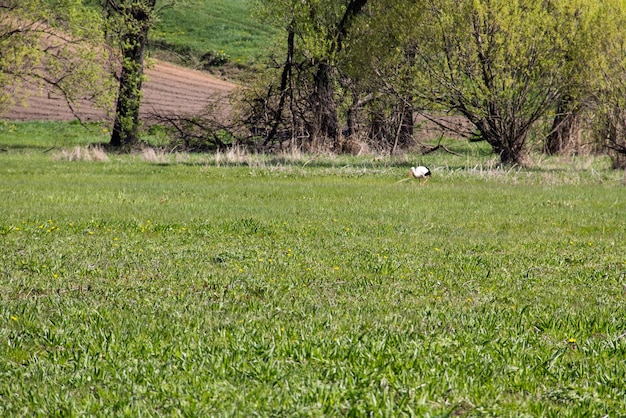 Witte ooievaar Ciconia ciconia loopt op groene weide